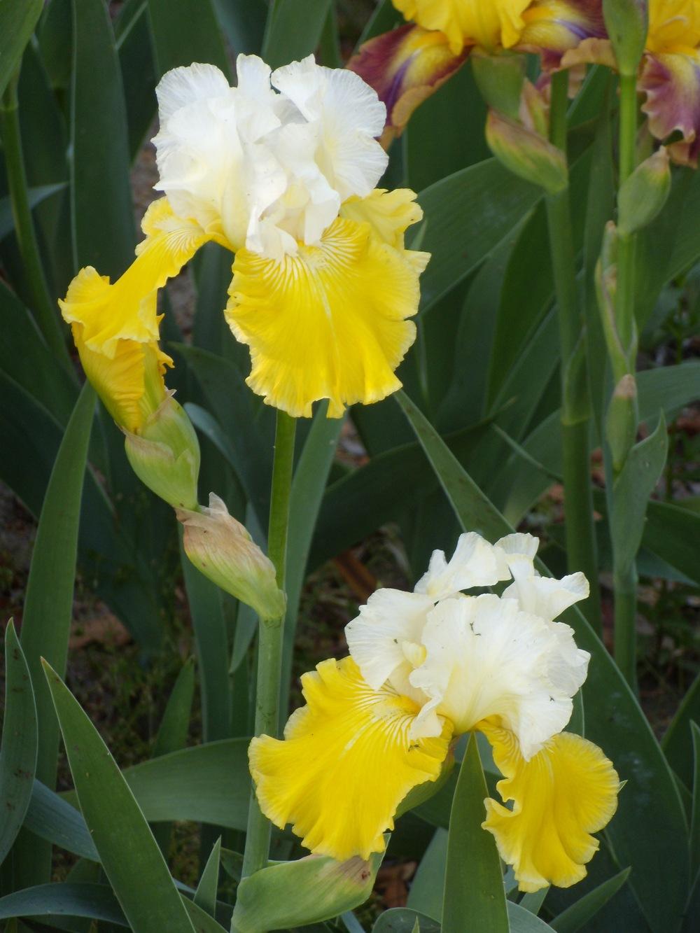 Photo of Tall Bearded Iris (Iris 'Lemon Cloud') uploaded by Betja