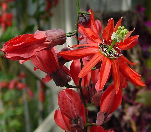 Photo of Passion Flower (Passiflora racemosa) uploaded by SongofJoy
