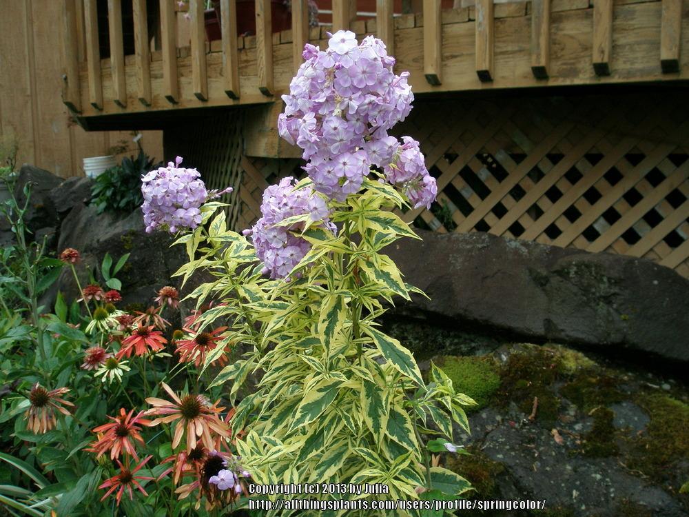 Photo of Tall Garden Phlox (Phlox paniculata 'Shockwave') uploaded by springcolor