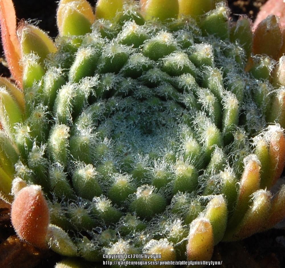 Photo of Hen and Chicks (Sempervivum arachnoideum 'Ashes of Roses') uploaded by valleylynn