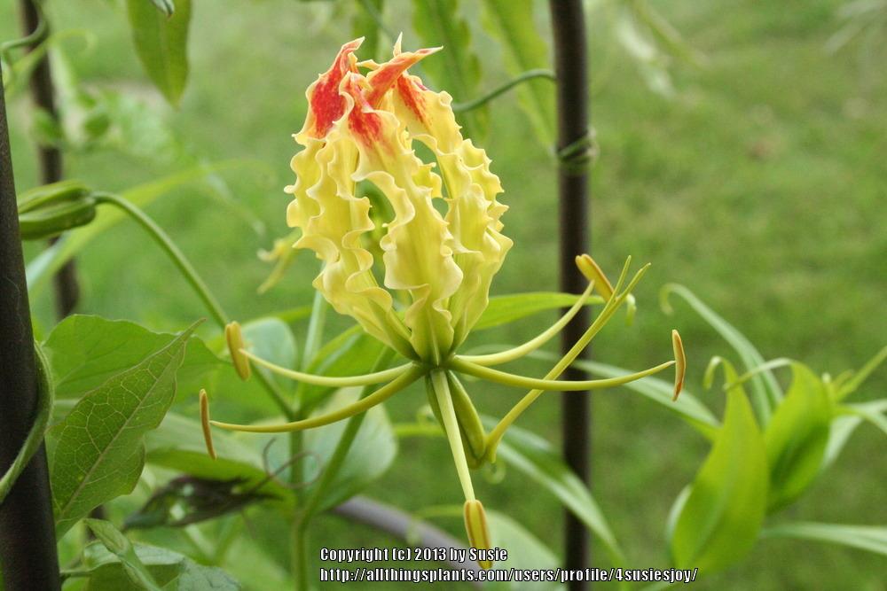 Photo of Gloriosa Lily (Gloriosa superba 'Rothschildiana') uploaded by 4susiesjoy
