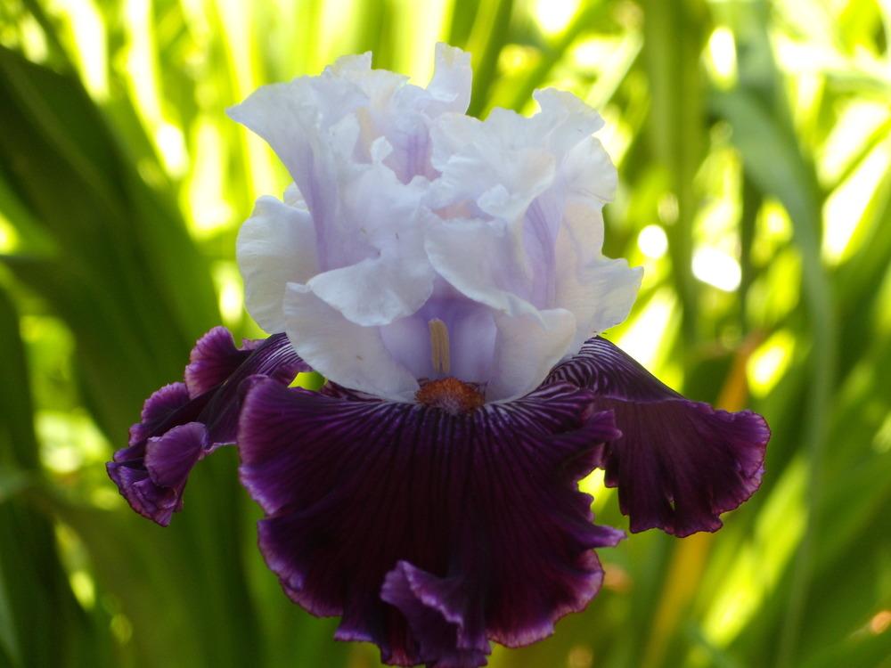 Photo of Tall Bearded Iris (Iris 'Dinner Talk') uploaded by Betja