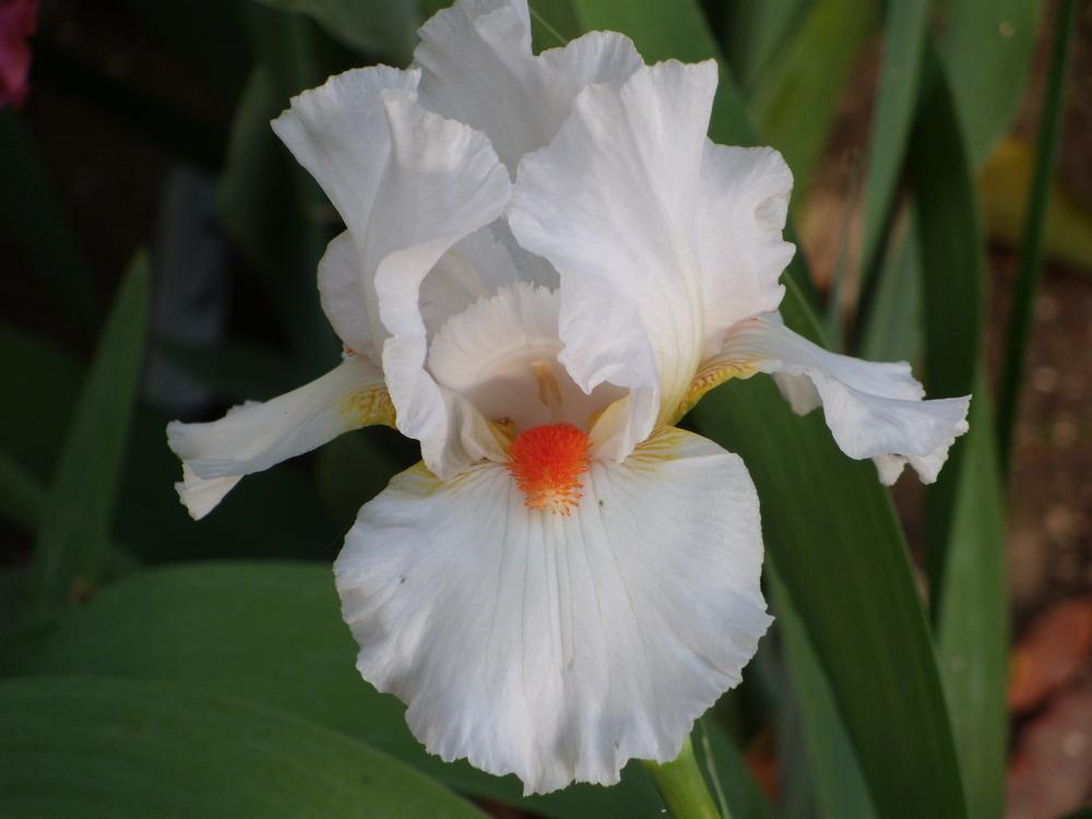 Photo of Tall Bearded Iris (Iris 'White Hot') uploaded by Betja
