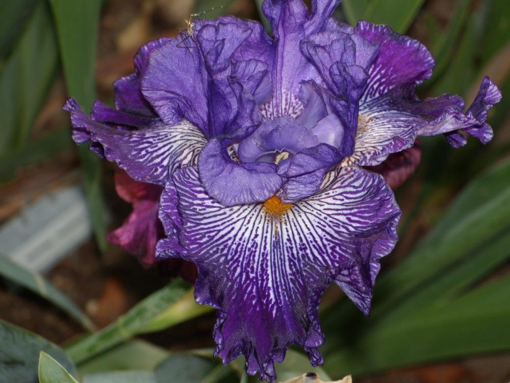 Photo of Tall Bearded Iris (Iris 'Clotho's Web') uploaded by Betja