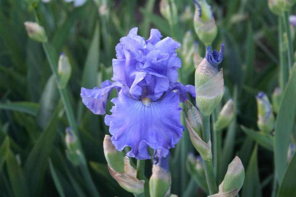 Photo of Tall Bearded Iris (Iris 'Merchant Marine') uploaded by KentPfeiffer