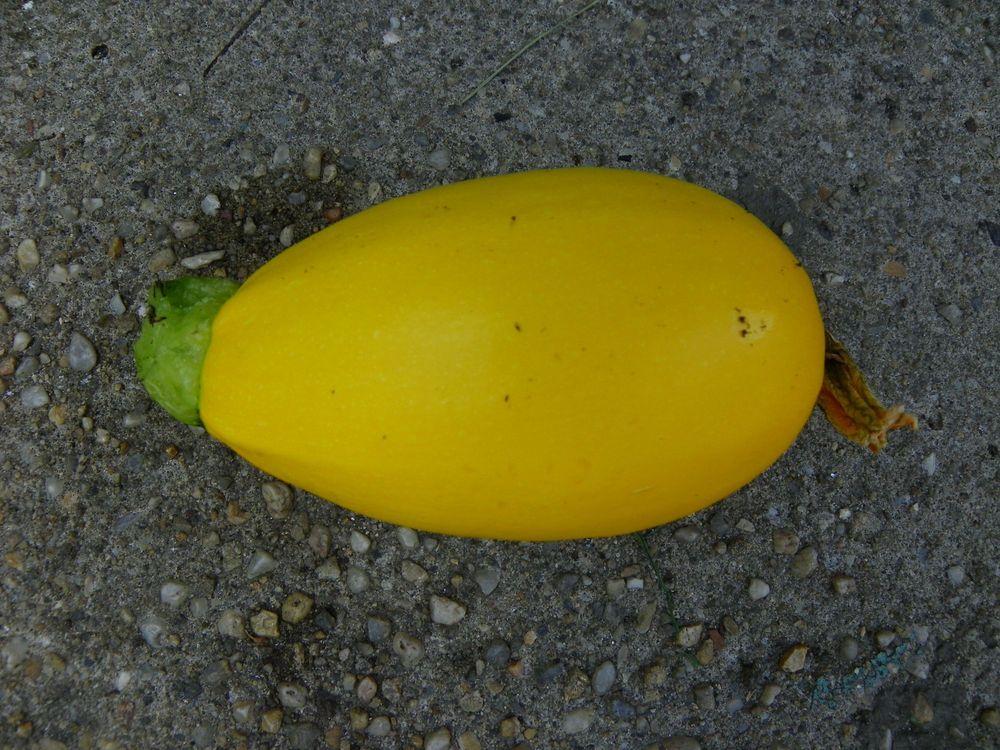 Photo of Summer Squash (Cucurbita pepo 'Golden Egg') uploaded by Newyorkrita