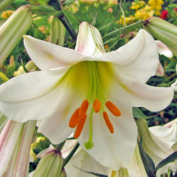 Location: My Gardens
Date: June 30, 2013
Consider The Lilies.....