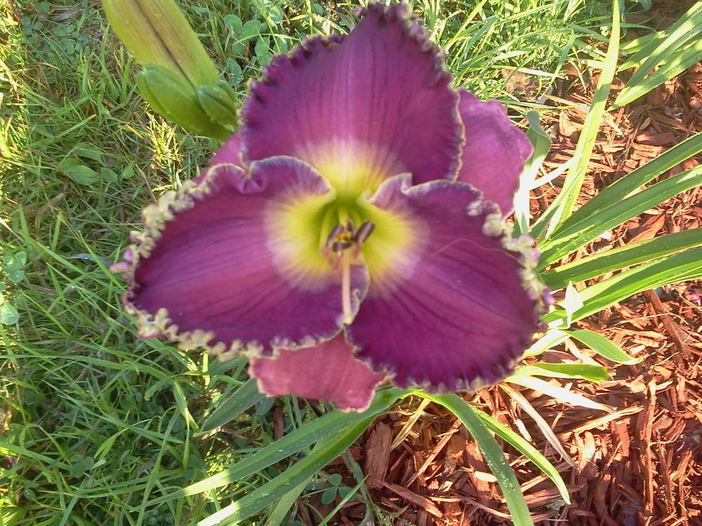 Photo of Daylily (Hemerocallis 'Linda Beck') uploaded by bpsgarden