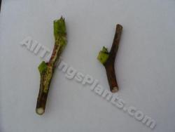 Thumb of 2013-08-31/magnolialover/0092ea