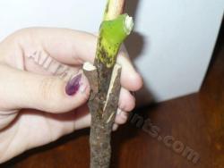 Thumb of 2013-08-31/magnolialover/2dd6db