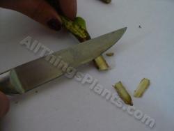 Thumb of 2013-08-31/magnolialover/61c959
