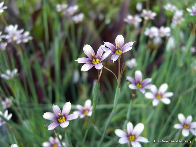 Photo of Sisyrinchium 'Quaint and Queer' uploaded by vic