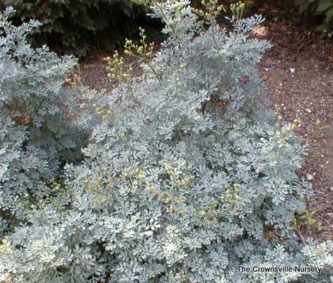 Photo of Common Rue (Ruta graveolens) uploaded by vic