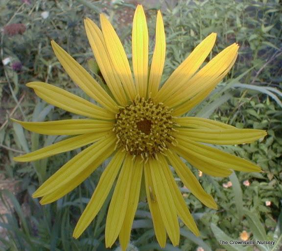 Photo of Compass Plant (Silphium laciniatum) uploaded by vic