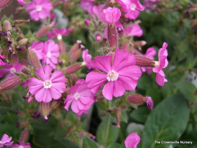 Photo of Catchfly (Silene 'Rolly's Favorite') uploaded by vic