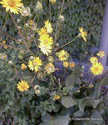 Photo of Smooth Rosinweed (Silphium integrifolium var. laeve) uploaded by vic
