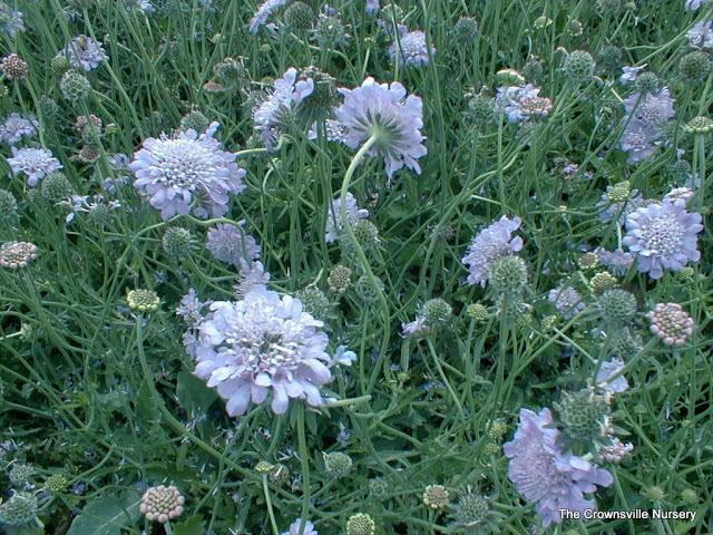 Photo of Pincushion Flower (Scabiosa columbaria 'Butterfly Blue') uploaded by vic