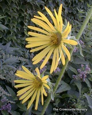Photo of Compass Plant (Silphium laciniatum) uploaded by vic