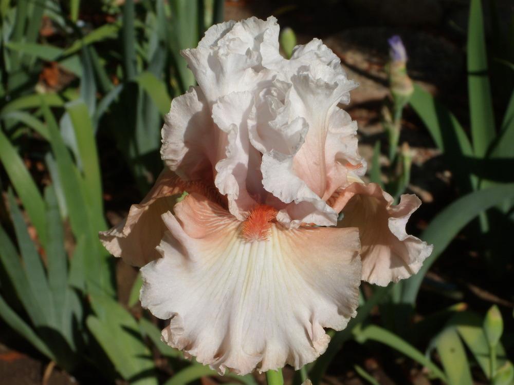 Photo of Tall Bearded Iris (Iris 'Double Platinum') uploaded by Betja