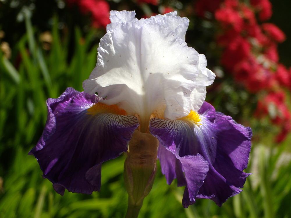 Photo of Tall Bearded Iris (Iris 'Like Wow') uploaded by Betja