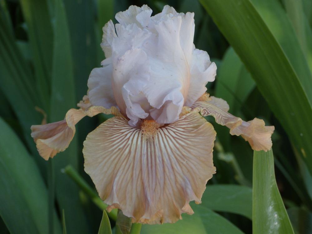 Photo of Tall Bearded Iris (Iris 'Tango Amigo') uploaded by Betja