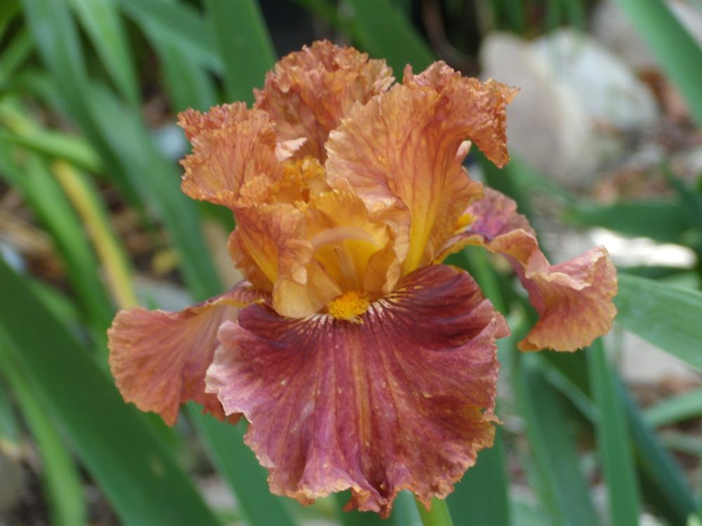 Photo of Tall Bearded Iris (Iris 'Chestnuts Roasting') uploaded by Betja