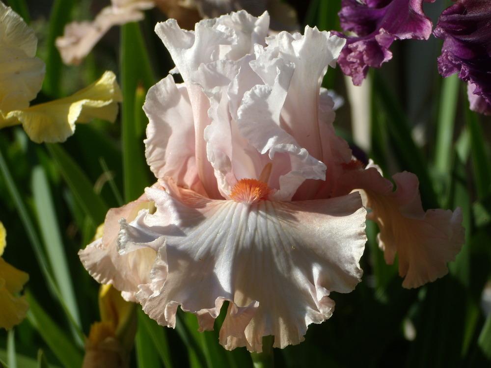 Photo of Tall Bearded Iris (Iris 'Double Platinum') uploaded by Betja