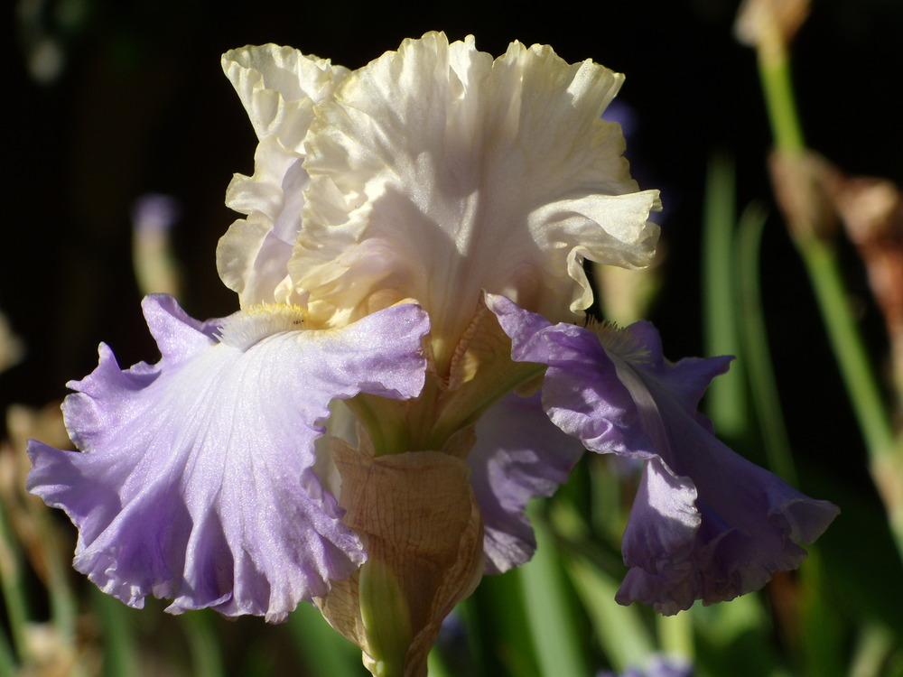 Photo of Tall Bearded Iris (Iris 'Tango to the Moonlight') uploaded by Betja