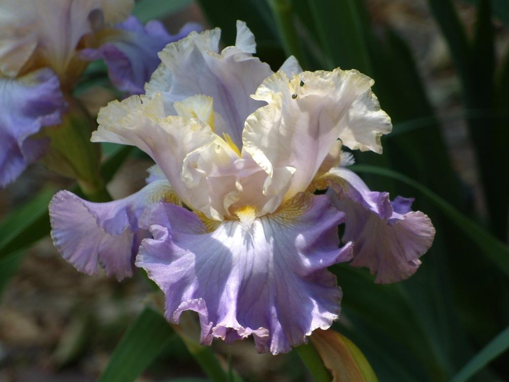 Photo of Tall Bearded Iris (Iris 'Tango to the Moonlight') uploaded by Betja