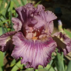 Location: My garden in Bakersfield, CA
Date: 2013-04-22