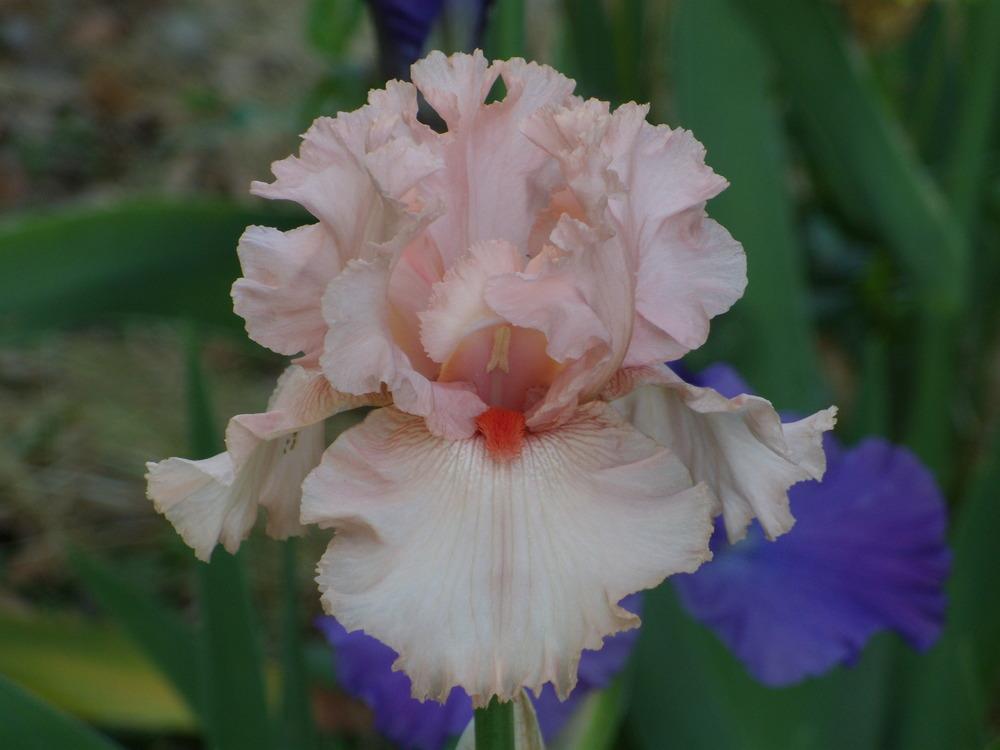 Photo of Tall Bearded Iris (Iris 'Larue Boswell') uploaded by Betja