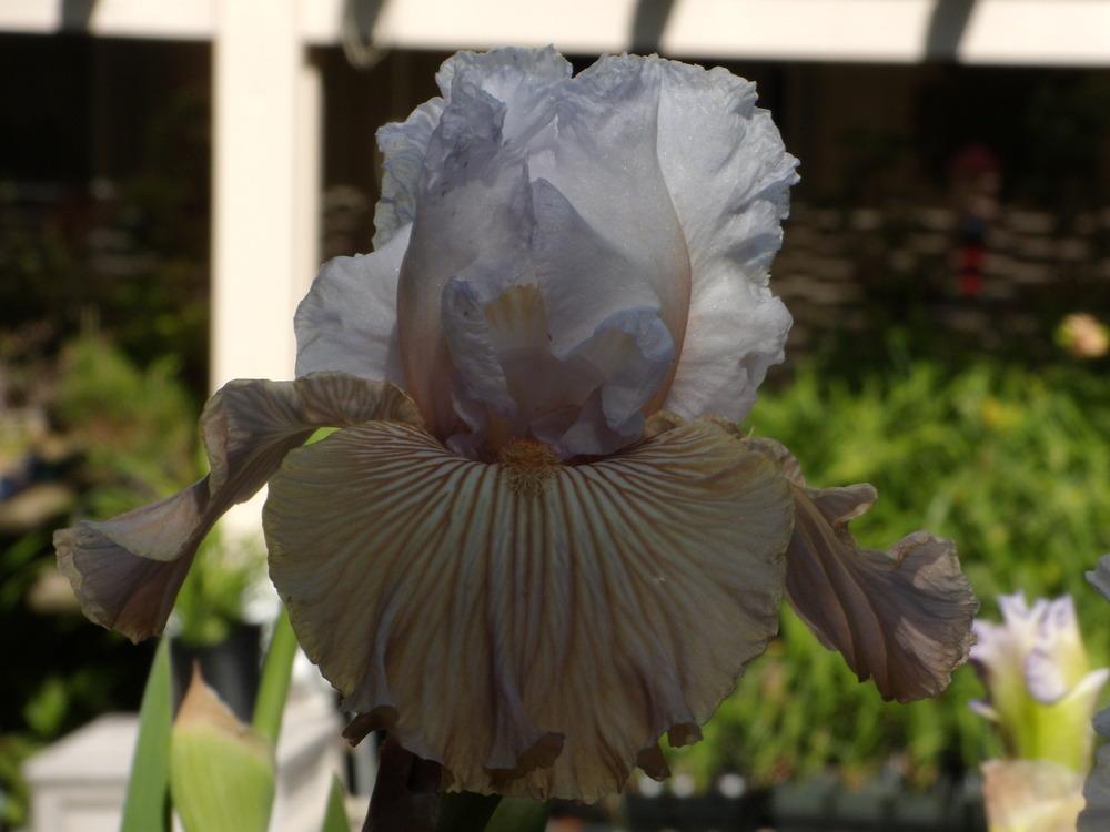 Photo of Tall Bearded Iris (Iris 'Tango Amigo') uploaded by Betja