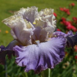 Location: My garden in Bakersfield, CA
Date: 2013-04-20