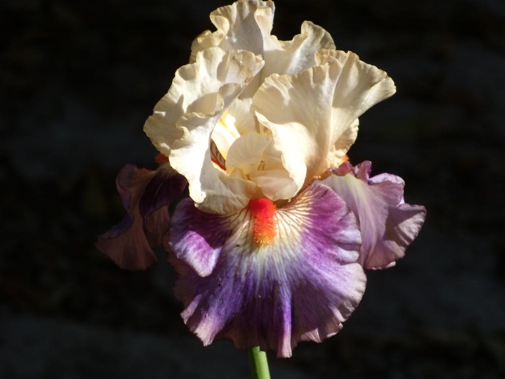 Photo of Tall Bearded Iris (Iris 'Tango Express') uploaded by Betja