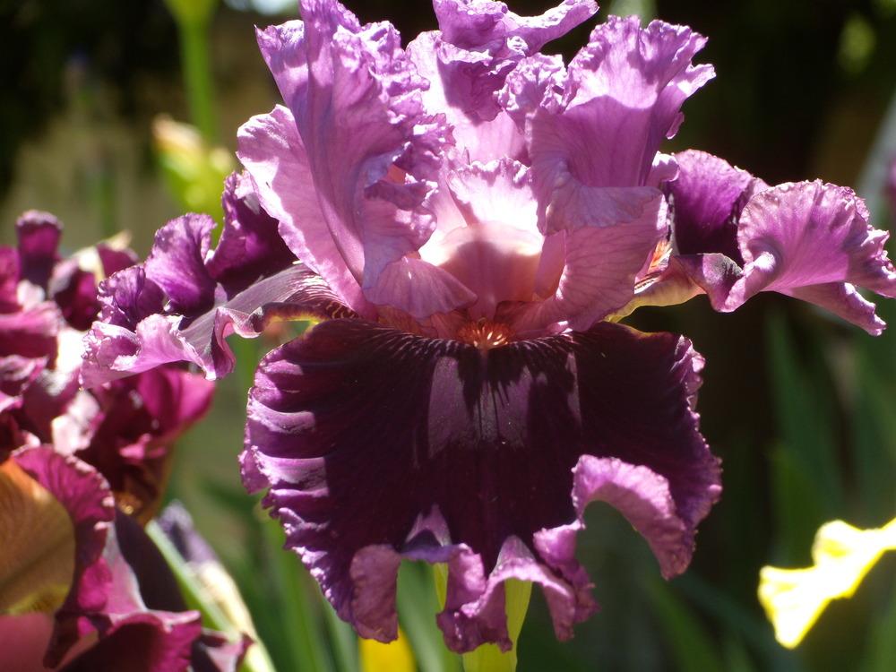 Photo of Tall Bearded Iris (Iris 'Another Woman') uploaded by Betja