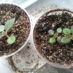 Location: JBsPlants at Roblyn Farm, New Jersey
Date: 2013-09-01
3 month old Bristol's Love Potion babies propagated from leaf in 