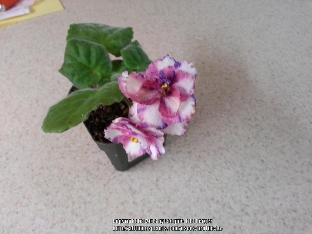 Photo of African Violet (Streptocarpus 'Psychedelic Show') uploaded by JB