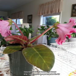 Location: JBsPlants at Roblyn Farm, New Jersey
Date: 2013-08-14
Full side view of plant with two blooms