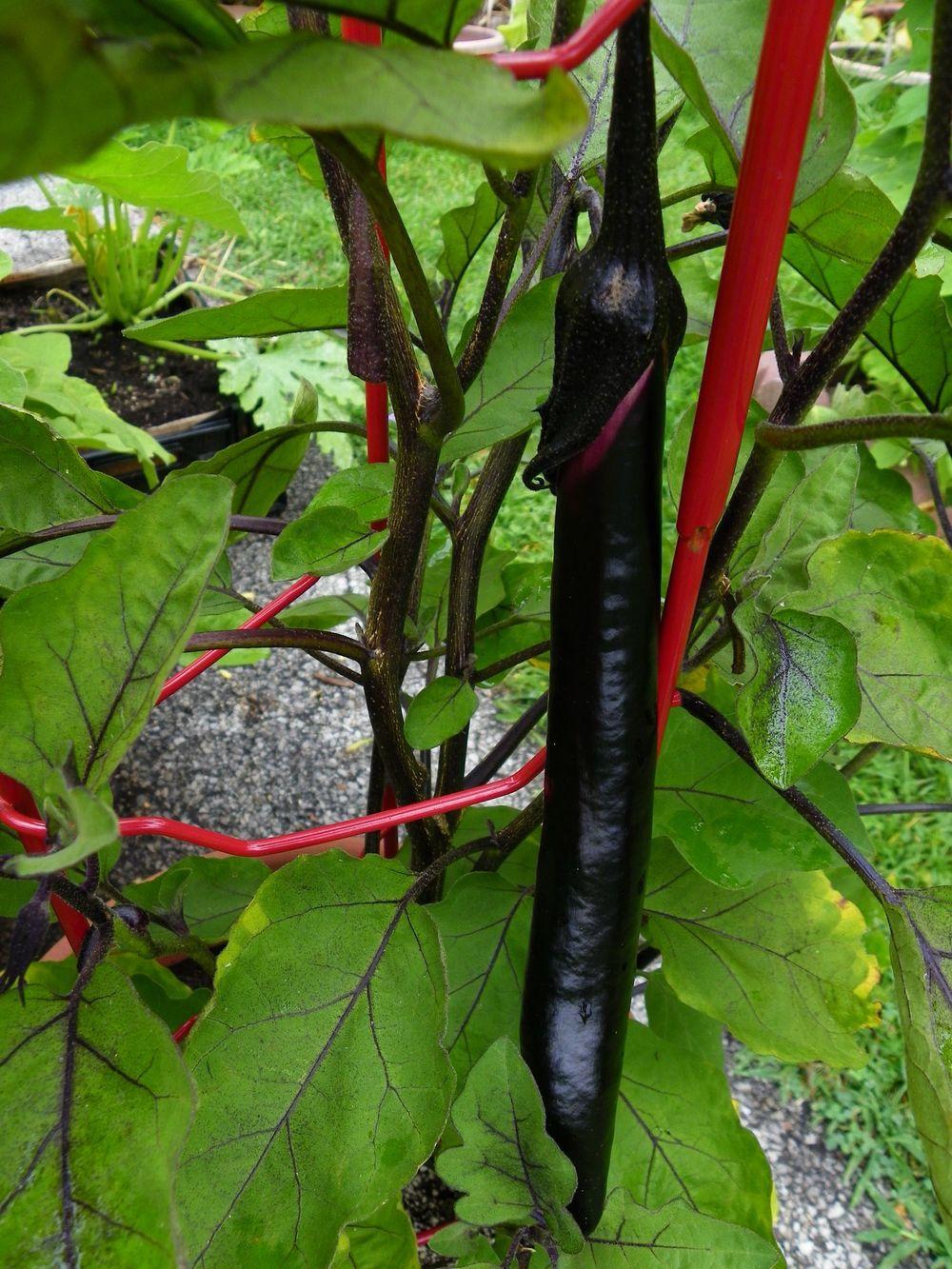Photo of Eggplant (Solanum melongena 'Ichiban') uploaded by Newyorkrita