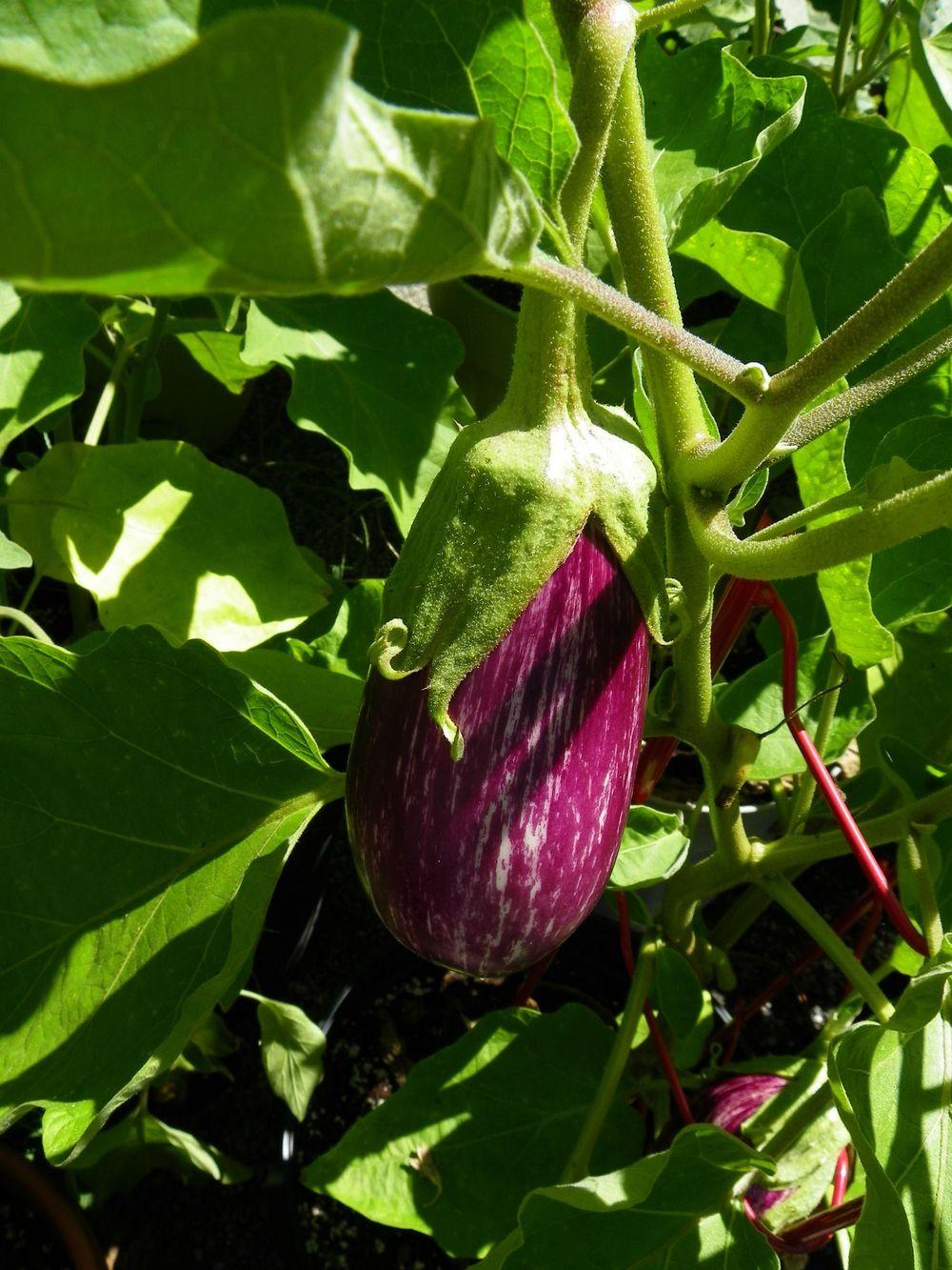 Photo of Eggplant (Solanum melongena 'Purple Rain') uploaded by Newyorkrita