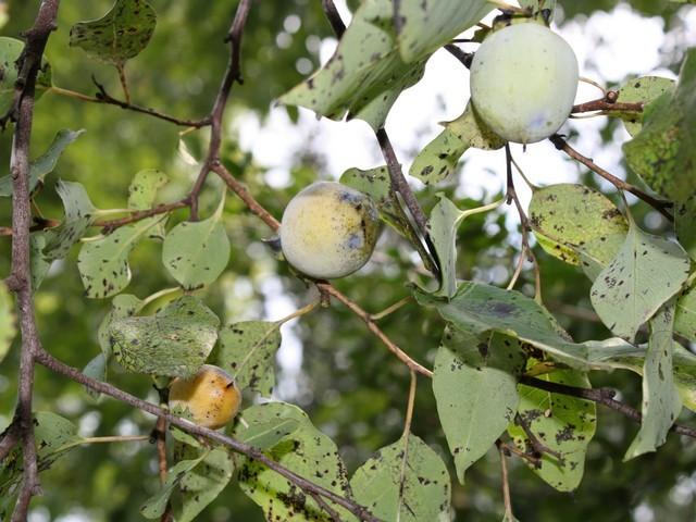 Photo of American Persimmon (Diospyros virginiana) uploaded by gingin