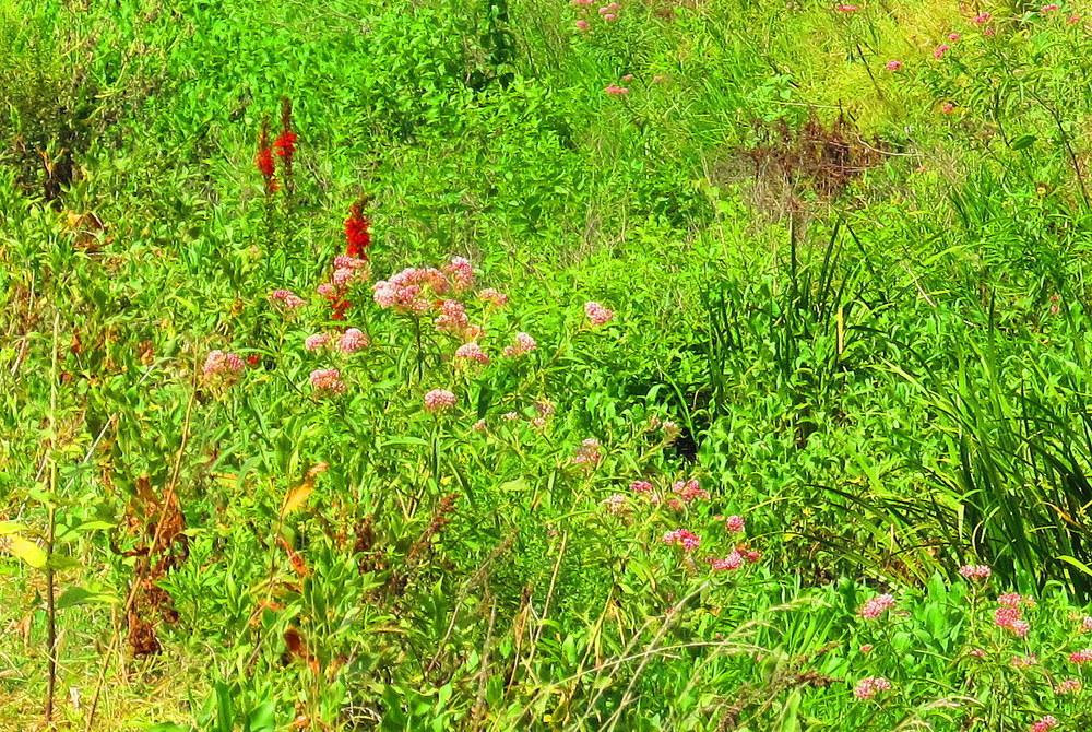 Photo of Swamp Milkweed (Asclepias incarnata) uploaded by jmorth