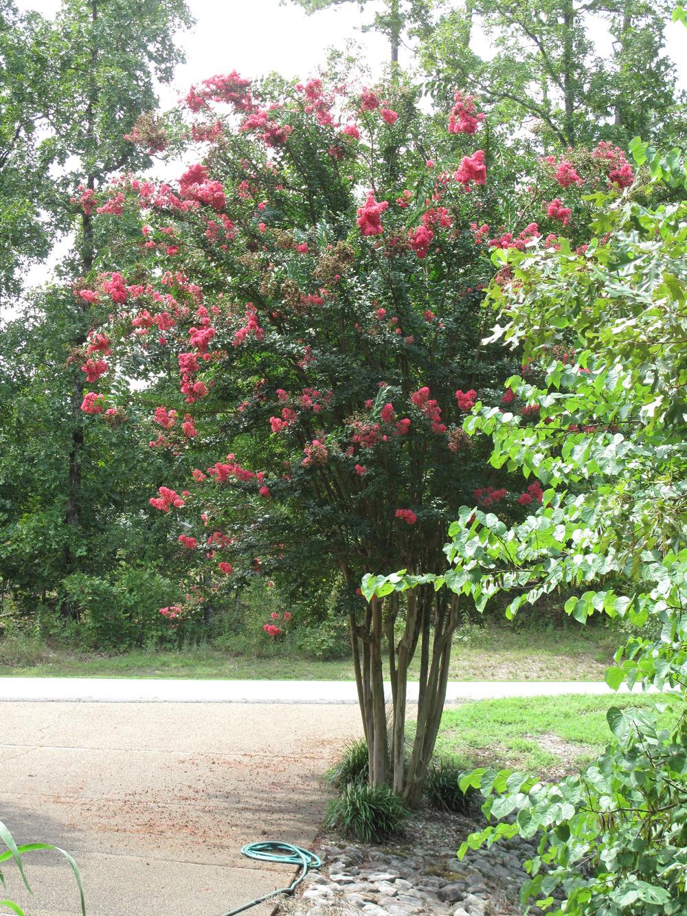 Photo of Crepe Myrtles (Lagerstroemia) uploaded by rocklady