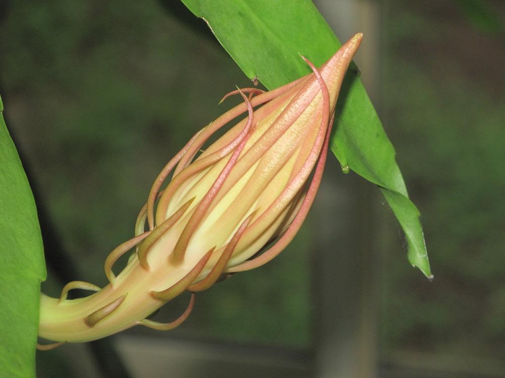 Photo of Queen of the Night (Epiphyllum oxypetalum) uploaded by rocklady