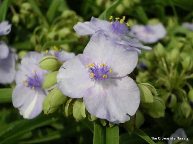 Photo of Tradescantia (Andersoniana Group) (Tradescantia 'Little Doll') uploaded by vic