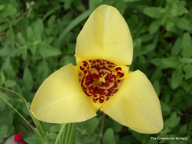 Photo of Mexican Shell Flower (Tigridia pavonia) uploaded by vic