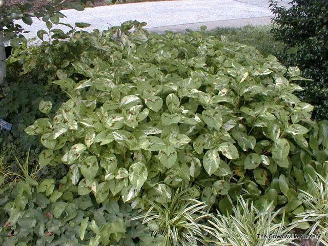 Photo of Variegated Knotweed (Persicaria virginiana 'Painter's Palette') uploaded by vic