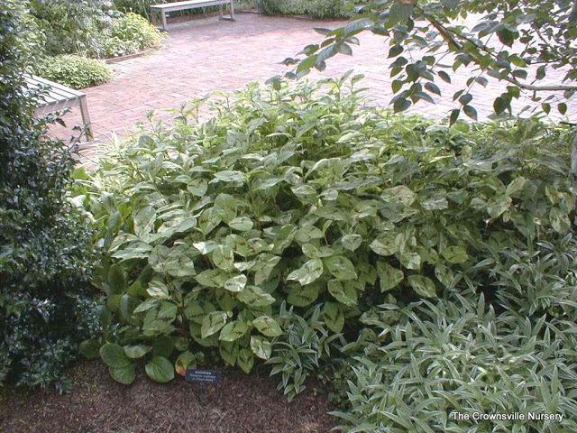 Photo of Variegated Knotweed (Persicaria virginiana 'Painter's Palette') uploaded by vic