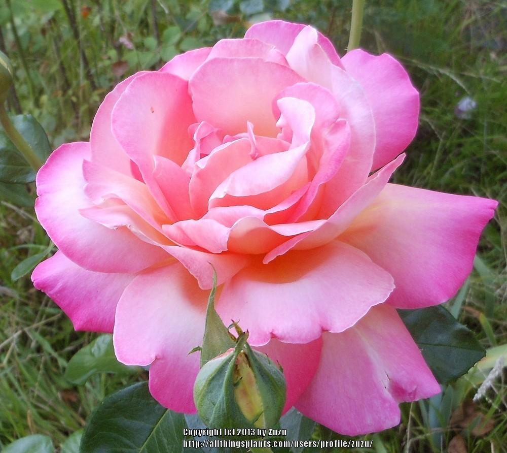 Photo of Rose (Rosa 'Desert Peace') uploaded by zuzu