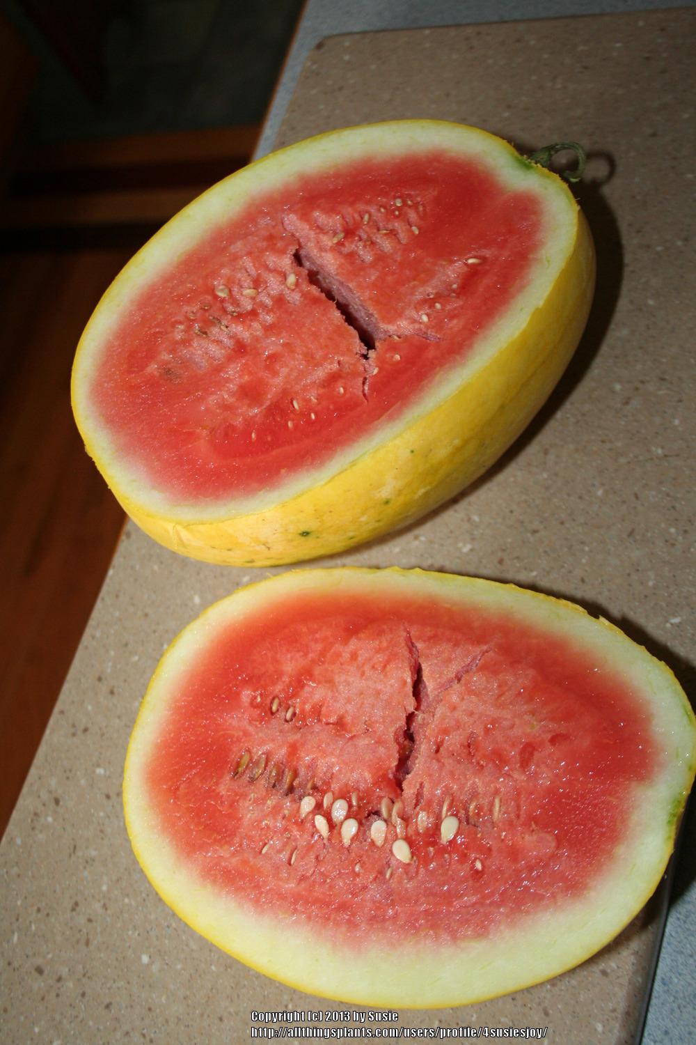 Photo of Watermelon (Citrullus lanatus 'Golden Crown') uploaded by 4susiesjoy
